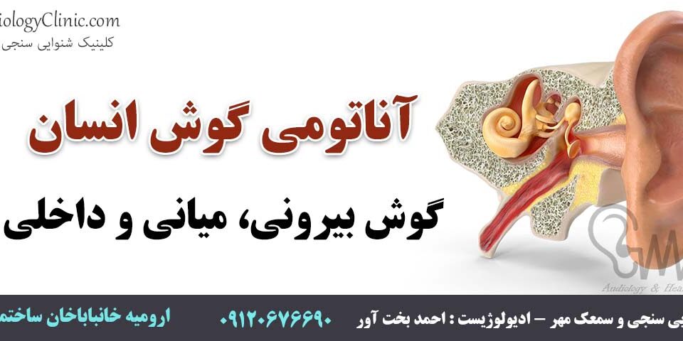 آناتومی گوش انسان