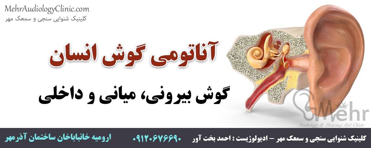 آناتومی گوش انسان