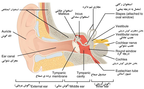 بخش های مختلف گوش